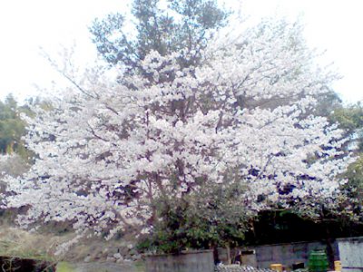 4月3日に会社の桜が満開になりました