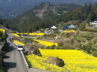 江田菜の花の里菜の花まつり:徳島県名西郡神山町