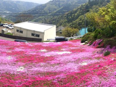 広棚の芝桜
