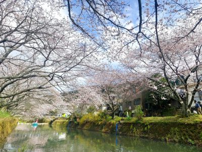 勝浦町「桜まつり」のPhotoSpher(球体写真)