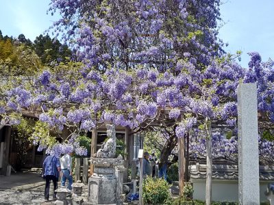 神光寺(じんこうじ)のぼり藤