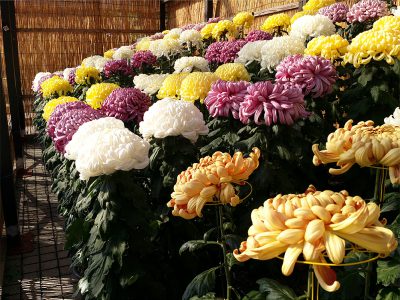 鴨島大菊人形・四国菊花品評会