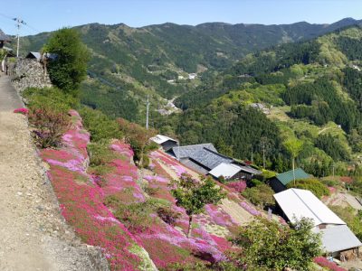 高開石積みの芝桜