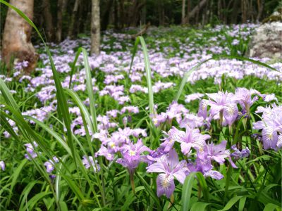 「岳人の森」のヒメシャガ