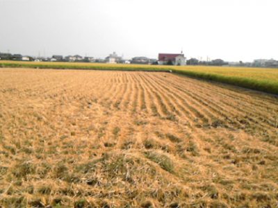阿南市の田んぼは、稲刈がほぼ終わりました。