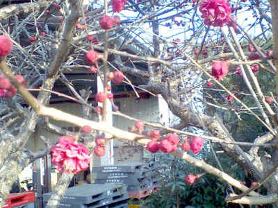 春はもうすぐ。梅が咲き始めました
