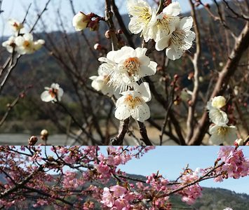 【春だより】勝浦町の寒桜が満開です