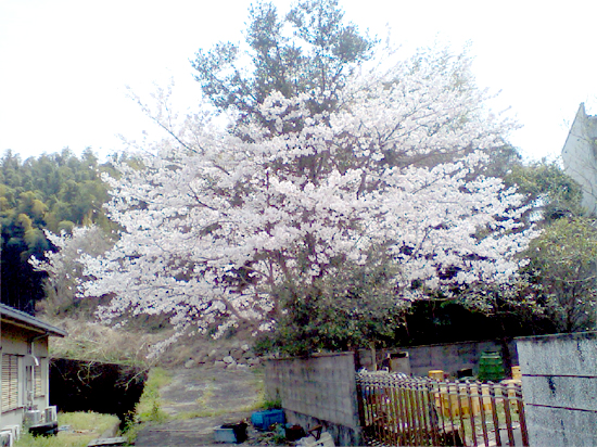 4月3日に会社の桜が満開になりました