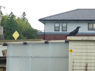 【害鳥対策】「●●○○」驚くほど効果が無いです(怒)