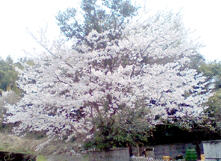 2008/4/8、桜が満開です