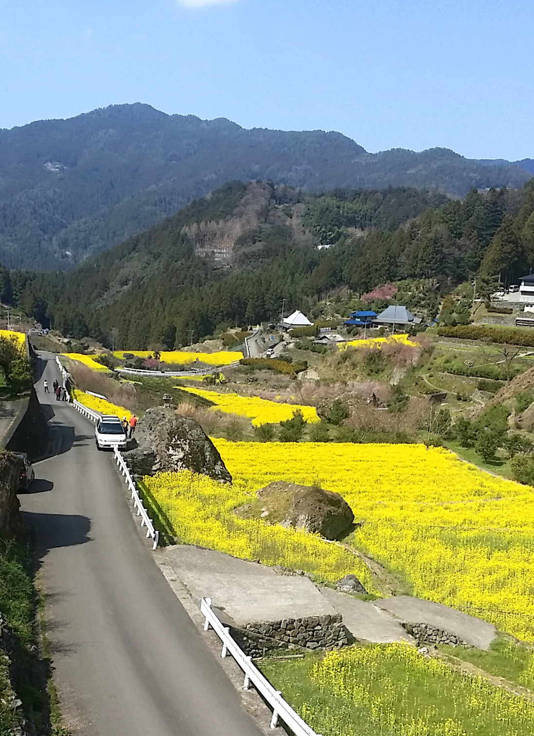 20150328江田菜の花の里菜の花まつり