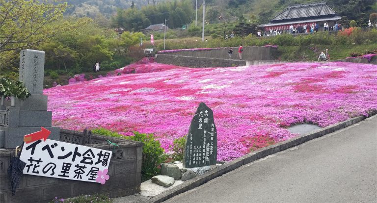 広棚の芝桜