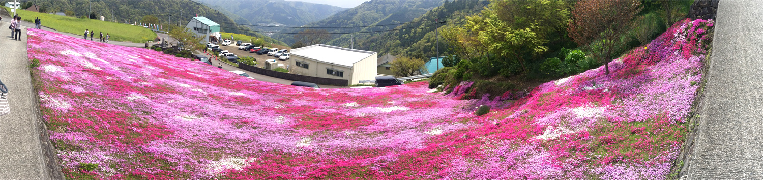 広棚の芝桜