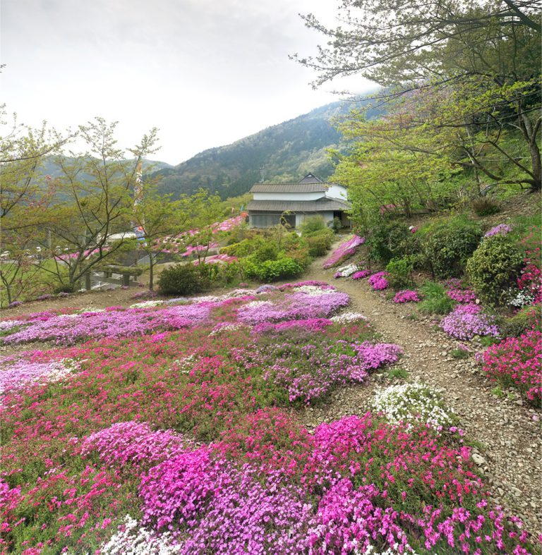 広棚の芝桜