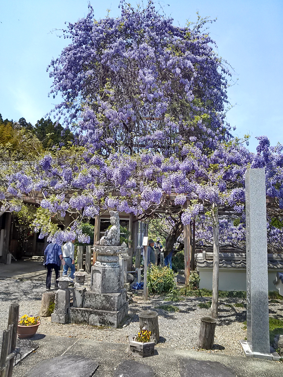 神光寺（じんこうじ）のぼり藤