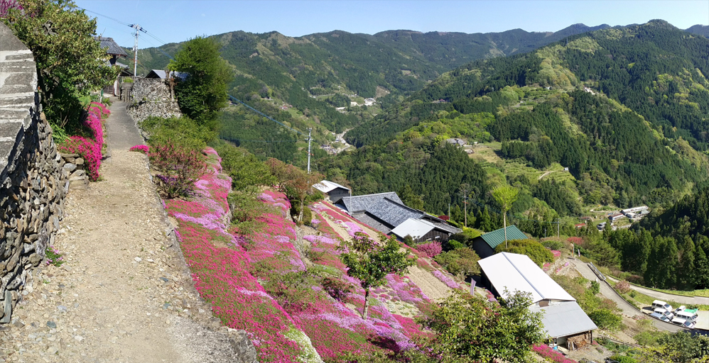 高開の石積みと芝桜