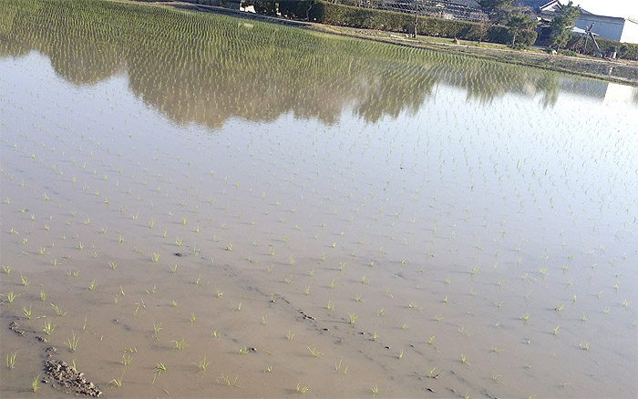 20170403徳島県阿南市で田植えが始まりました