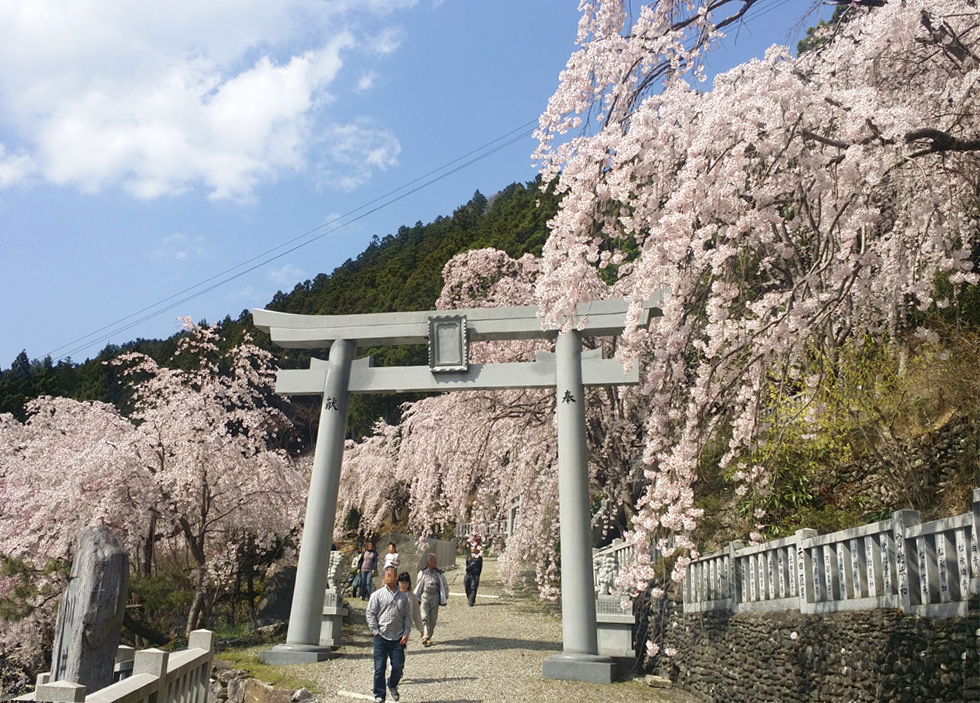 20170415川井峠のしだれ桜が満開でした