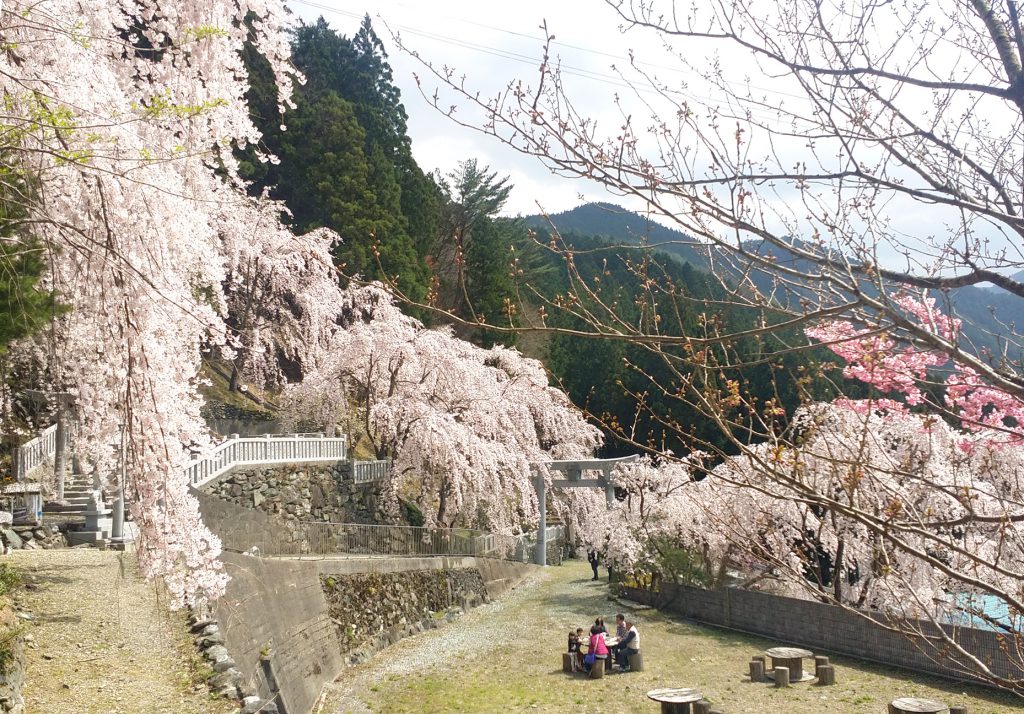 20170415川井峠のしだれ桜が満開でした