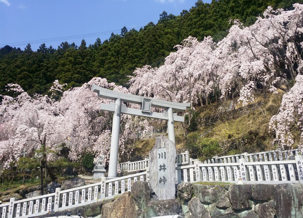 20170415川井峠のしだれ桜が満開でした