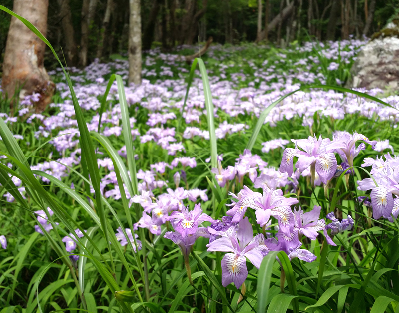 「岳人の森」ヒメシャガ