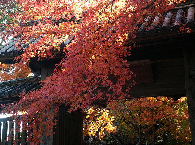 20171202丈六寺の紅葉