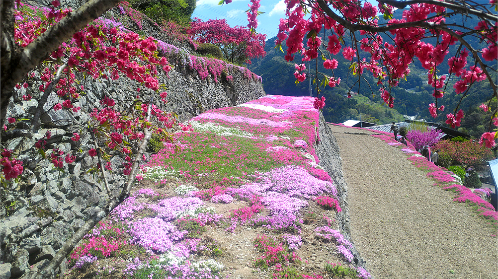 20180408「高開の石積みの芝桜」が満開でした