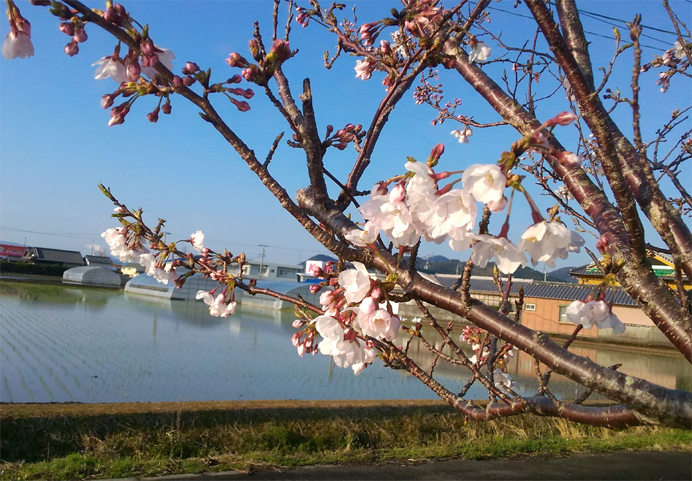 20190403桜と田植え