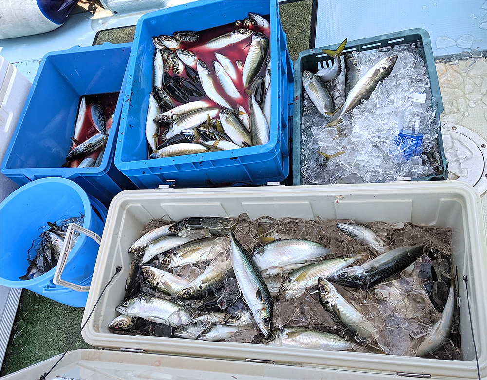 2019年7月28日(日)大野海苔の専務さんと釣りに行きました：今日の釣果300匹オーバー！