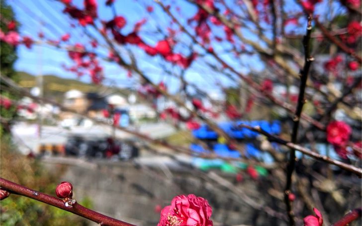 2020年2月4日、庭の梅が八分咲き