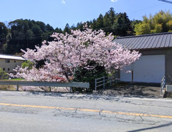 20200405鵠バス停の桜