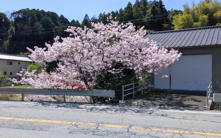 20200405鵠バス停の桜