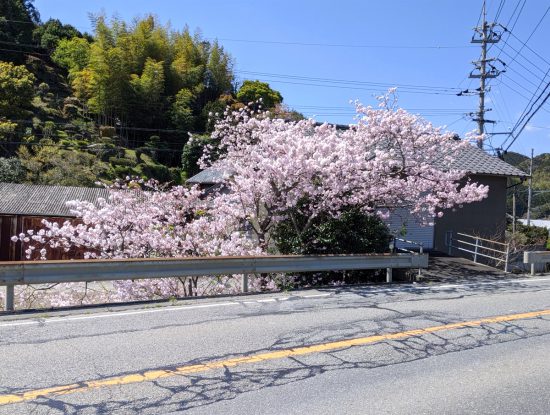 20200405鵠バス停の桜