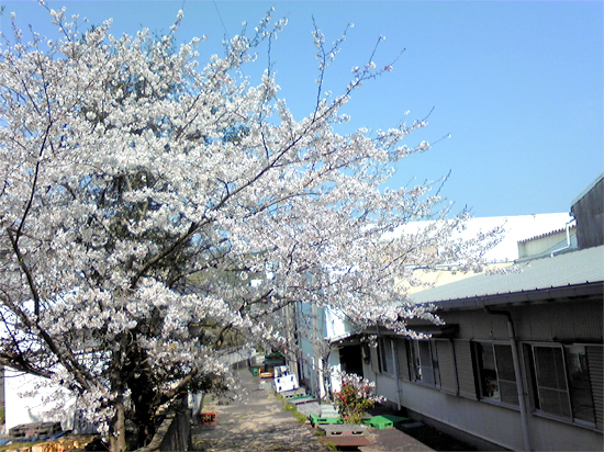 会社の桜が満開です