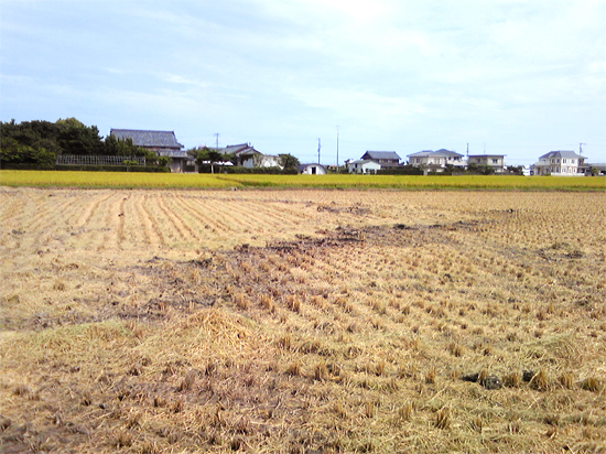 【ローカルニュース】徳島県阿南市では稲刈りが始まりました