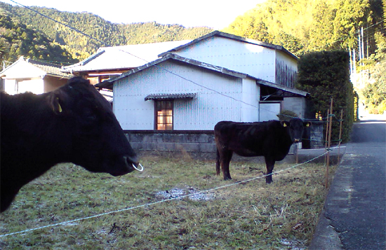 隣の新野町の風景