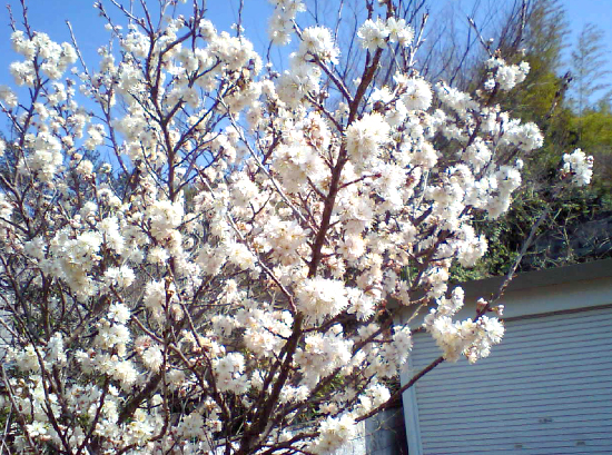 桜が咲き始めました