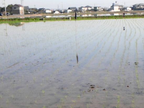 徳島県阿南市で田植が始まりました