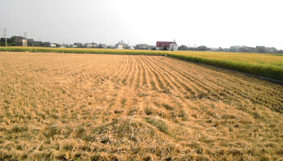 阿南市の田んぼは、稲刈がほぼ終わりました。