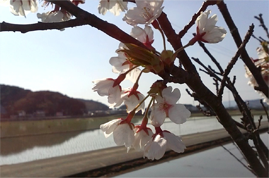 徳島県阿南市は、さくらが満開、そして田植も始まりました。