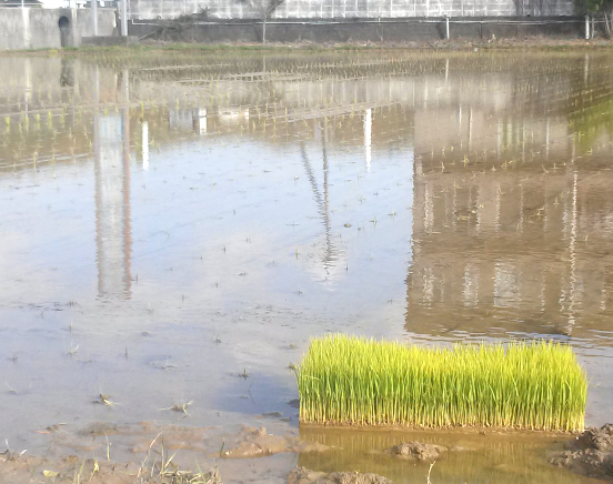 徳島県阿南市で田植が始まりました。