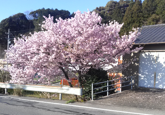 近所の桜が満開