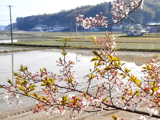 阿南市では田植が始まりました