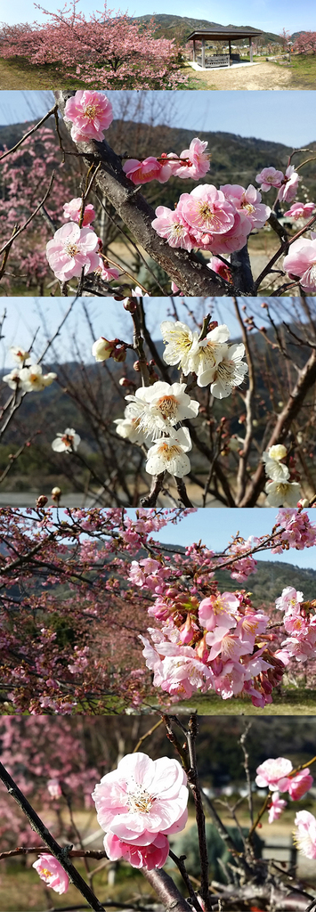 【春だより】勝浦町の寒桜が満開です