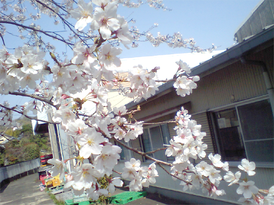 4月3日に会社の桜が満開になりました