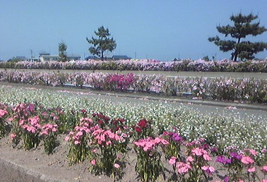 ちょっと前の写真ですが、国道沿いの花が満開でした